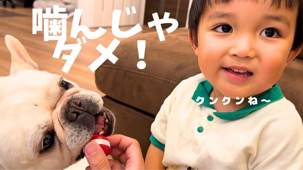 子供嫌いな保護犬と3歳児。最近まで近寄るだけで噛まれるぐらい危険な関係だった2人 - YouTube