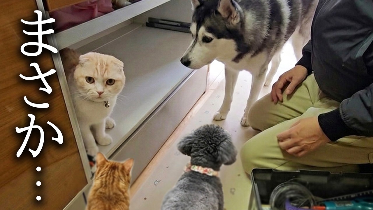 排水の修理に来たおじさんに懐いて甘える犬と猫がかわいい...