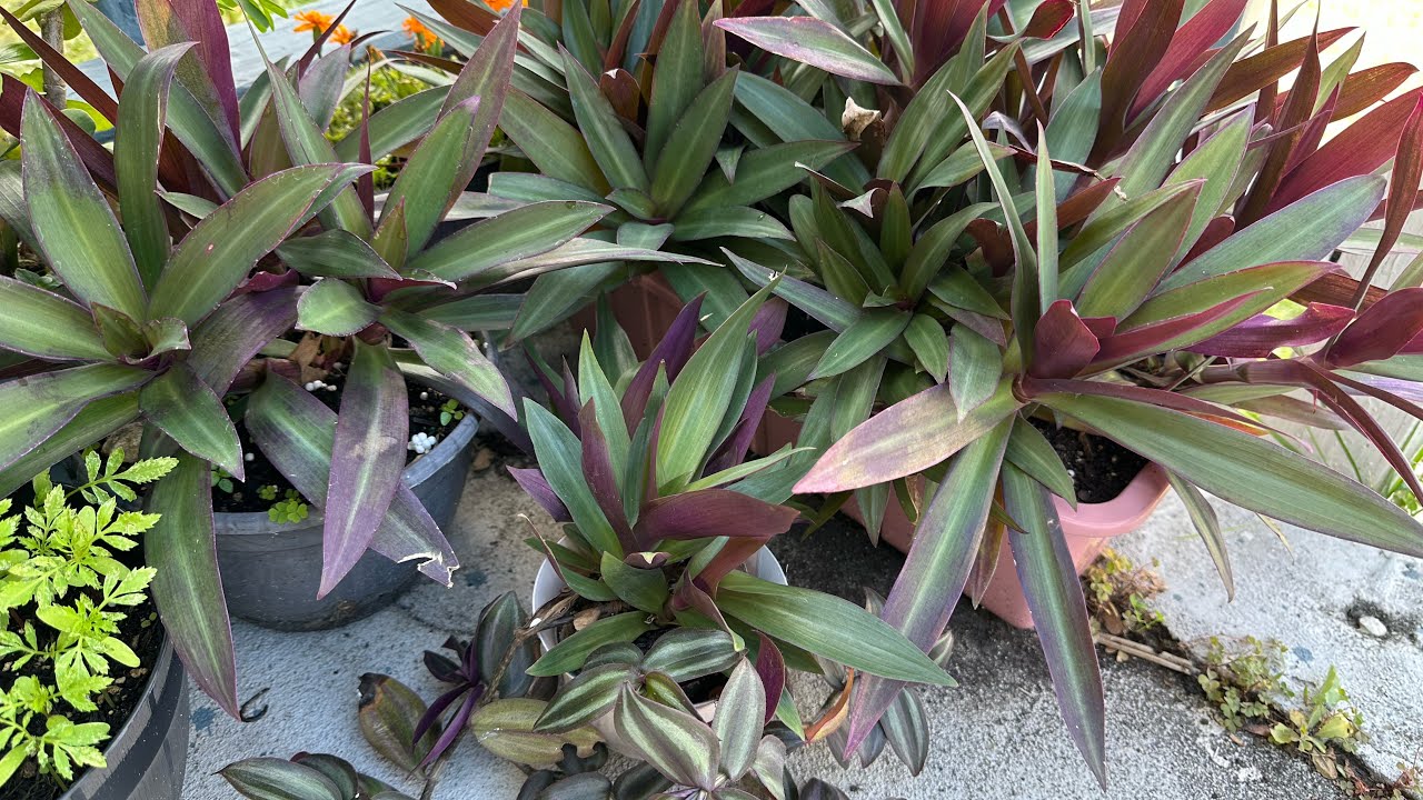 نبات المكحلة الفضي او عين الغزال مع الريو  طريقة الأكثار والعناية وما هي الظروف الطبيعية المناسبة