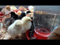 How to Raise Baby Chicks