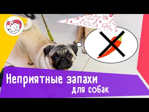 5 запахов, которые собаки терпеть не могут