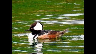 Hooded Mergansers Nest Box Jump