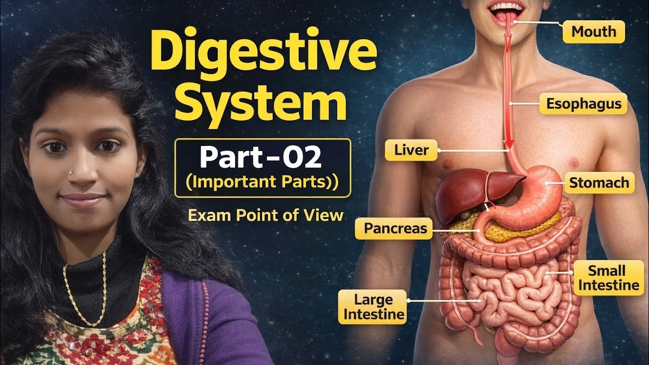 Digestive System Part-02 | Human Digestive System easy Explained 🥰🥰