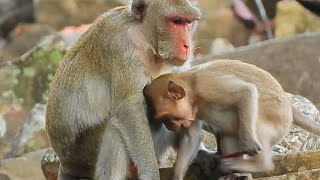 Kindness monkey, Jonna comes to ask mom to find something for her