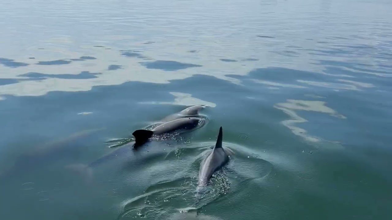 A VIP Adventure from Miami Beach to Key Biscayne with Aquarius Boat Rental Miami 🏝️