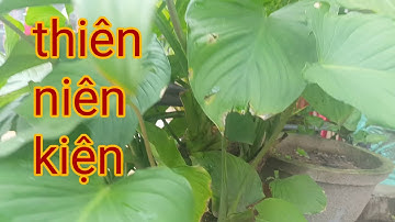 cây thiên niên kiện - trị đau nhức xương khớp - trường thọ trường sinh