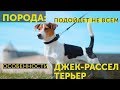 Обзор породы Джек рассел терьер | Маленькие породы собак | Для кого подходит собака из фильма маска