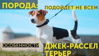 Джек рассел терьер | Маленькие породы собак | Для кого подходит собака из фильма маска