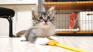 子猫がカワイイ鳴き声でご飯のおねだりした後はほっこり遊び時間赤ちゃん猫　保護猫