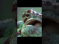 Wild Chameleons Like You’ve Never Seen Before.. 😳 #wildlife #animals #wildanimals #documentary #wild