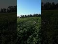 Эпаньоль Бретон Боня работа по перепелу