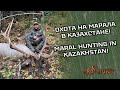 Maral hunting in Kazakhstan! Best video ! 2020 Охота на марала в Казахстане! 💣🔥