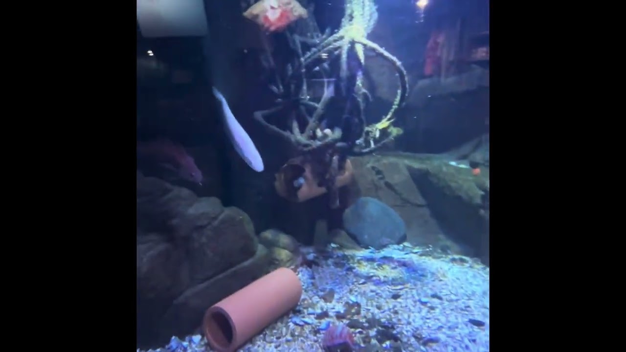 Marine discovery centre Whitby 