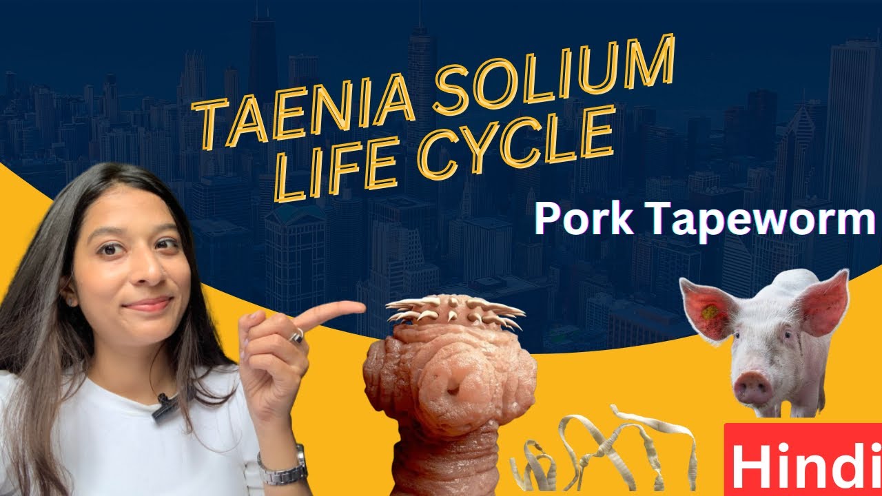 Pork Tapeworm - Taenia solinum Lifecycle | Tapeworm | Cysticercosis (Hindi)
