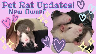 Pet Rat Update! Cages, Food, Sickness, Bedding, Toys legit every topic lol #petrat #pets #animals