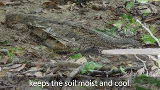 The role of leaf litter in a healthy Beach Scrub community