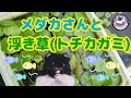 浮き草トチカガミとメダカ達【めだか】撮影日2022年7月20日