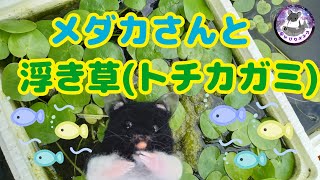 浮き草トチカガミとメダカ達【めだか】撮影日2022年7月20日