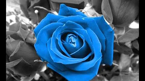 Dobby Dobson - Blue Rose