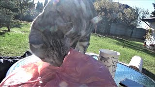 WHITEY THE BLACK KITTEN purring on my lap and Niuniek wants to eat my bagels by kotomaniak 71 views 2 years ago 2 minutes, 22 seconds