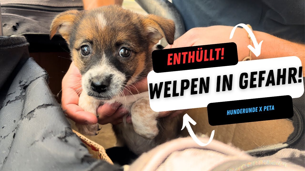 Welpenmafia: Das Geschäft mit dem Hund | DW Reporter