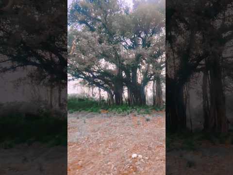 Colour Changing Tee Hu Nature Undiscoveredtruth Undiscovered