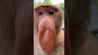 Famous Proboscis monkey makes funny noises 😂🤣 #funny #monkey #funnywithme Profile