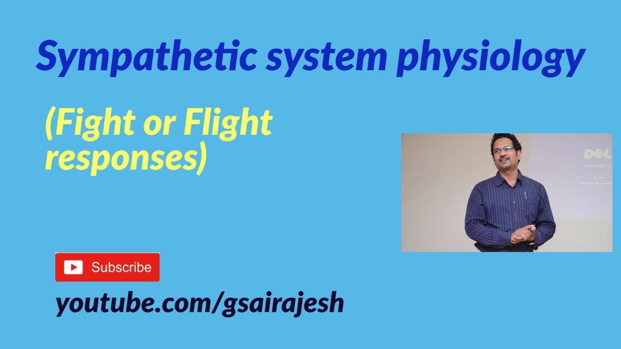 Sympathetic Nervous System Physiological Responses Fight Or Flight