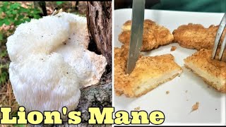 Annual Lion's Mane Mushroom Harvest