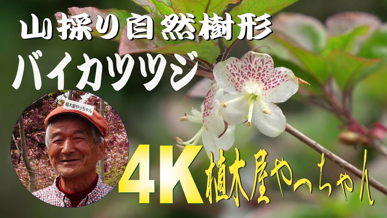 60 山採り　バイカツツジ お庭の必須アイテム 山採りバイカツツジ 花 2021 - YouTube