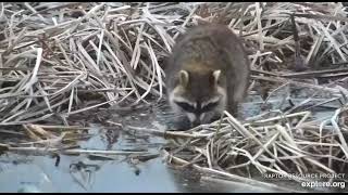 Mississippi River Flyway Cam, explore.org, April 5, 2022