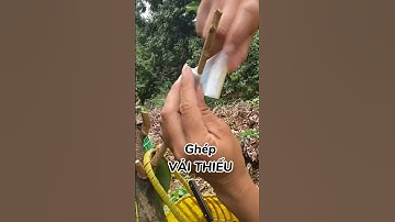 Ghép vải thiều, vải thanh hà và các loại vải #vaithieulucngan #vaithieu #trongcay #kythuatcaytrong