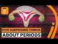 Understanding Menstrual Cycles