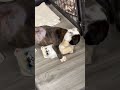 Update on Superfly! [STORY BELOW]