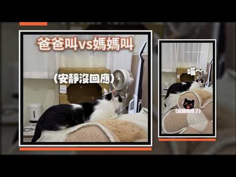 爸爸叫貓咪牠安靜不理！ 換媽媽叫就出聲回應XD
