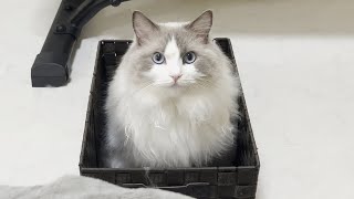 ラグドール猫を箱に入れたままジェットコースターに乗せたらとんでもないことになった。 by みるきー王子 1,642 views 7 months ago 8 minutes, 2 seconds