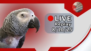 Download Lagu Einstein Parrot Live 8/10/25 MP3 Download Lagu Einstein Parrot Live 8/10/25 MP3