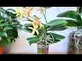 Орхидеи без субстрата Цветение, как перезимовали. цветонос орхидеи orchids