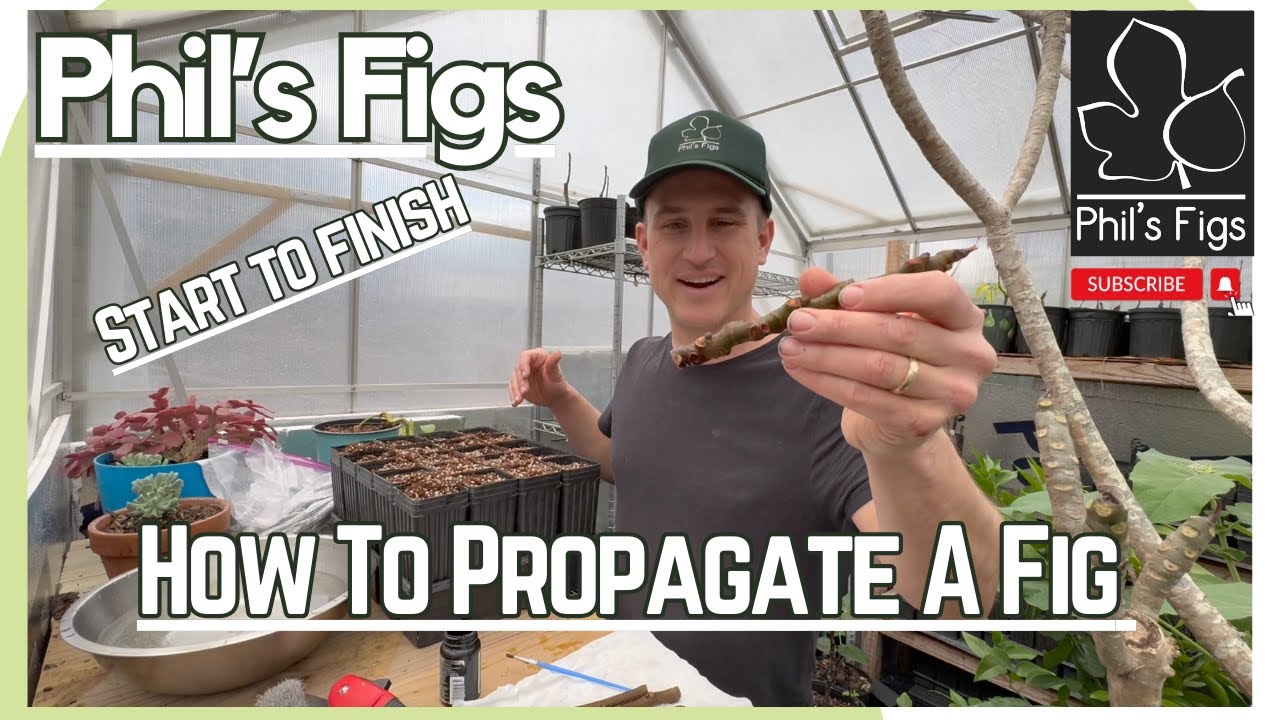 How I Root Fig Cuttings: Successful Propagation of Fig Trees