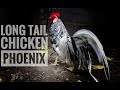 Phoenix chicken - one of the  most amazing breed of chicken (Long tail)