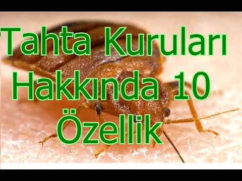 Tahta Kuruları Hakkında 10 Özellik