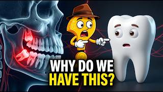 The Strange Reason We Have Wisdom Teeth That Our Bodies Still Can’t Explain Properly
