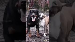 5 most deadliest and dangerous dog breeds in the world 🔥🌎 #shorts