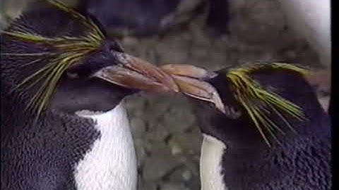 The Pebble and the Penguin Seaworld VHS Ad with "Real Penguins"  - August 15, 1995