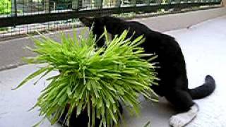 Raspoutine Et Lherbe À Chat