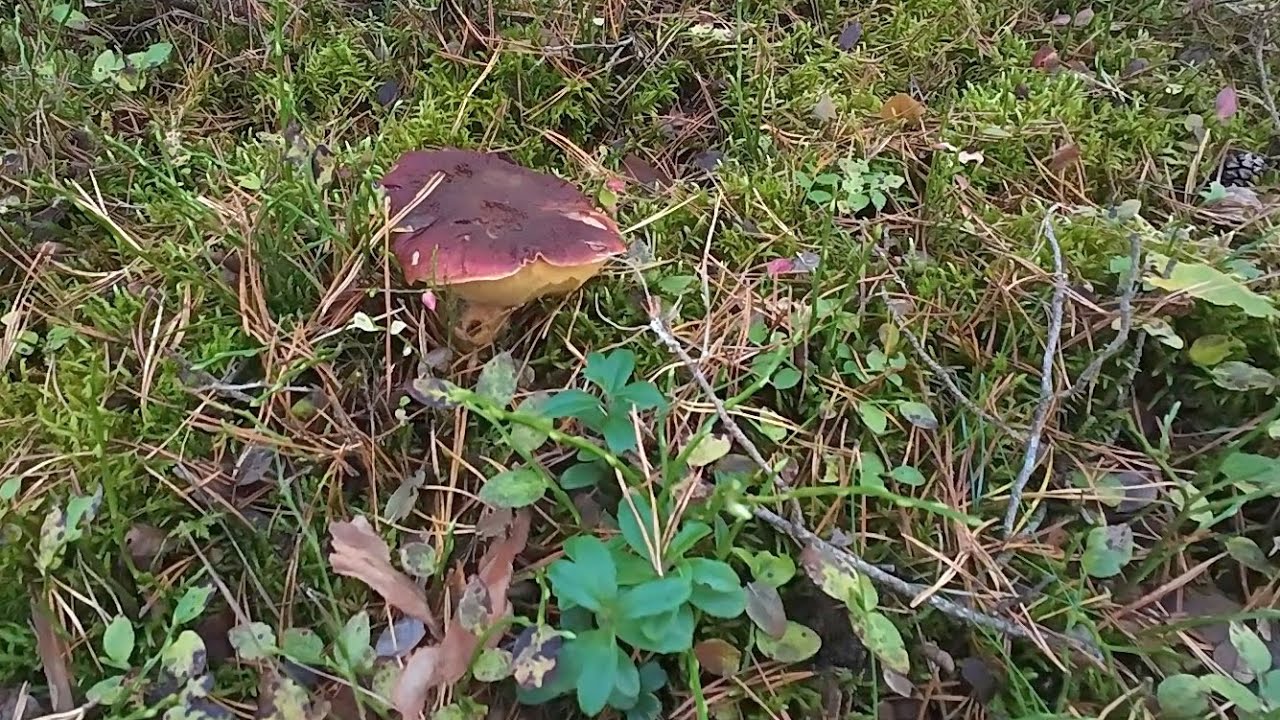 Pozdrowienia z Puszczy Słupskiej Mimo zimna grzyby