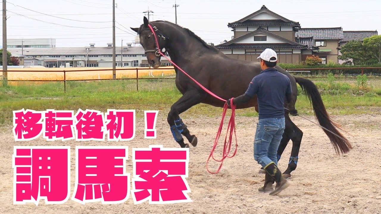 移転後初の運動！馬たちを調馬索したよ！【Vlog】
