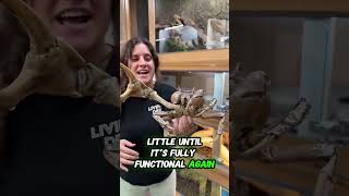 Crabs Can Regrow Their Arms Like Superheroes! π¦π¦ΈββοΈ