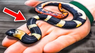 Worlds First Mutant Snake hatches! Big Surprise!
