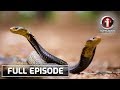 Iwitness cobra hunters dokumentaryo ni kara david  full episode